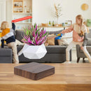 MagicGrow - Flydende Bonsai