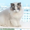 PurrfectlyCozy - Kattehængekøje til vindue med sugekopper