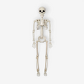 NightRaven - Animeret Halloween Skelet Dekoration