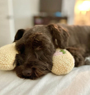 PurrParadise - Kæledyrspude i U-form til små hunde og katte