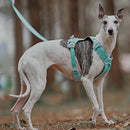 PawStrap - Anti-træk hundesele med dobbelte D-ringe