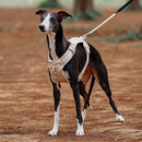 PawStrap - Anti-træk hundesele med dobbelte D-ringe