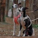 PawStrap - Anti-træk hundesele med dobbelte D-ringe