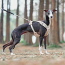 PawStrap - Anti-træk hundesele med dobbelte D-ringe